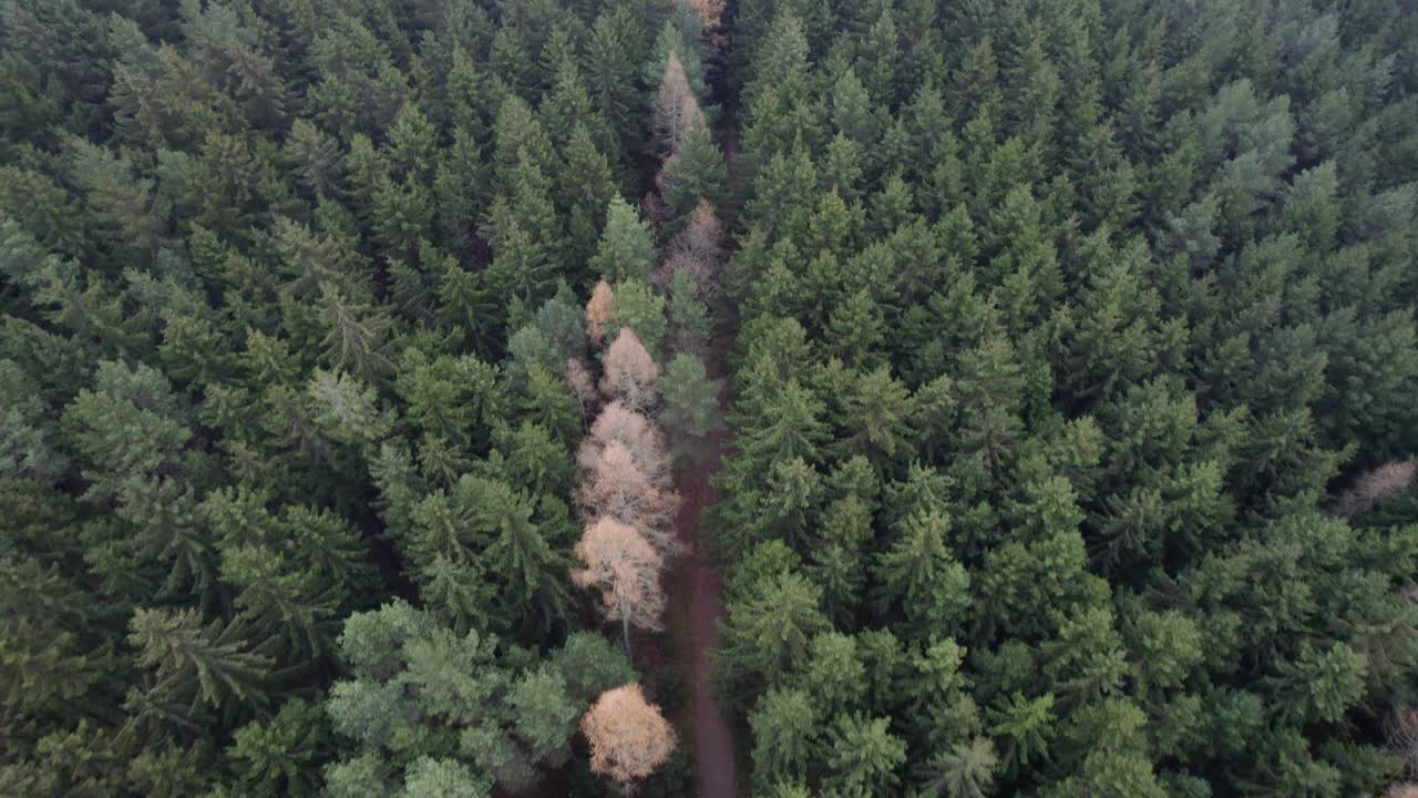 avanzando por un camino que conduce a través de un bosque de coníferas colorido y otoñal