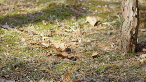 eurasian red squirrel eats tasty hazelnut nut sitting on grassy meadow with fallen leaves and jumps away in slow motion