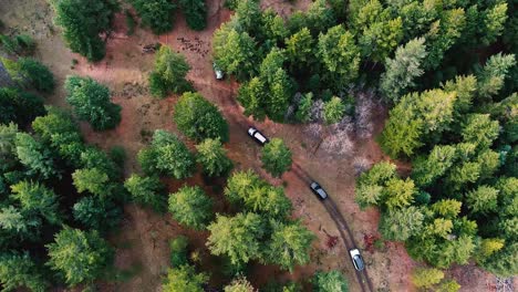 birds eye aerial footage of suvs driving through a green evergreen forest