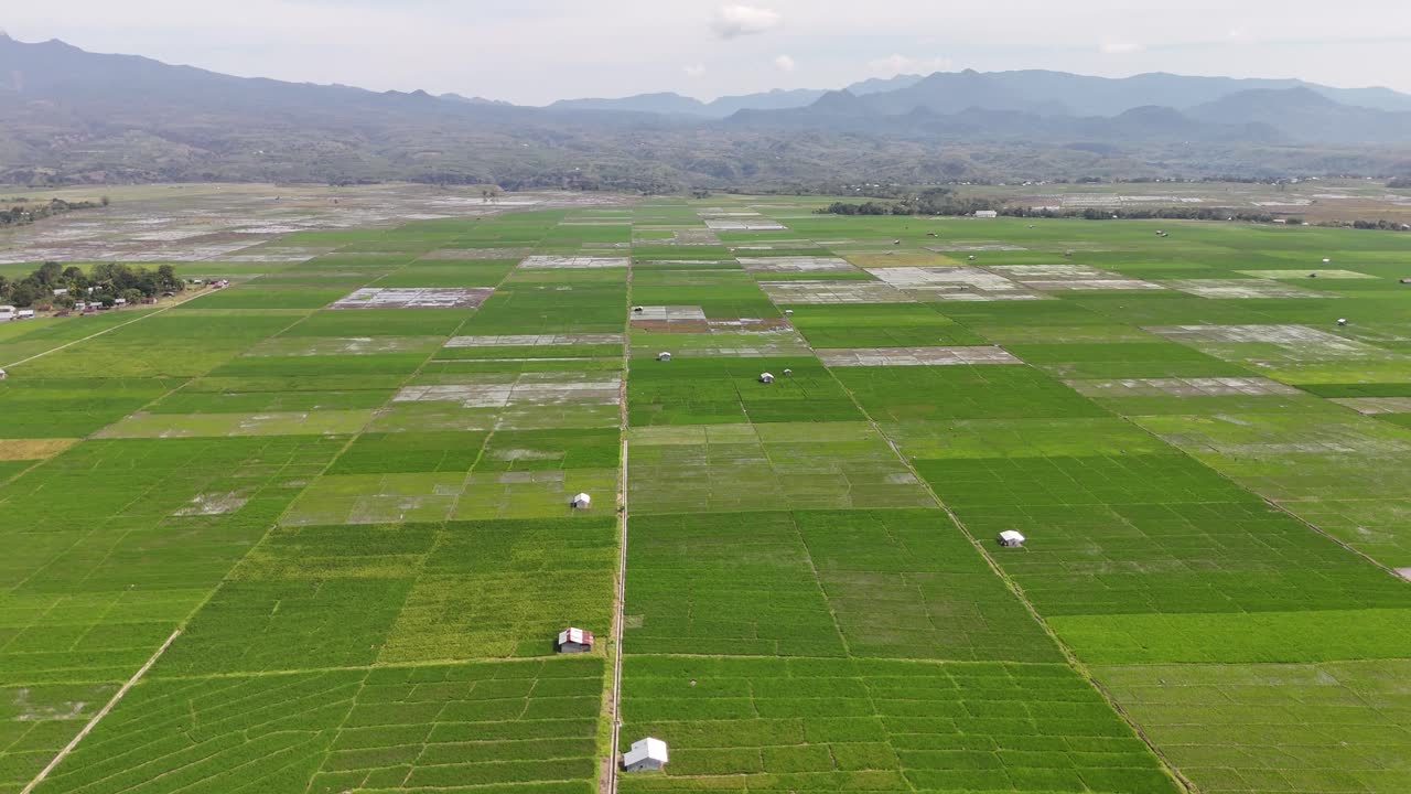 Drone terbang tinggi di atas sawah Asia dalam 4K