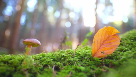 autumnal landscape with a grwing mushroom and with the focus at a heart shape punched out of a orange leaf as concept for the lovely fall season