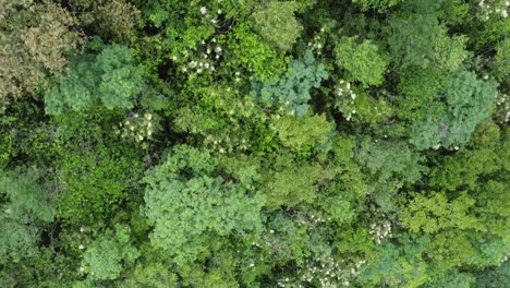 árboles-Y-Muchas-Hojas-Alrededor-Del-Bosque