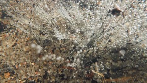 underwater leafless plant with shoots rising with gas bubbles