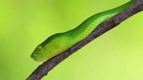 la víbora de labios blancos es una víbora venenosa endémica del sudeste asiático y a menudo se encuentra durante la noche esperando en una rama o rama de un árbol cerca de un cuerpo de agua con muchos alimentos