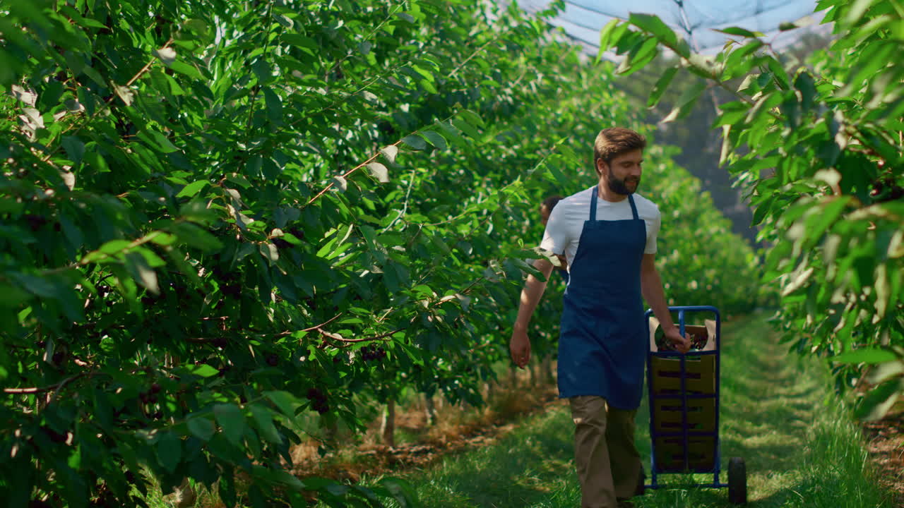 equipo de agricultores cosechando frutas caja controlando la calidad de las plantas en el huerto