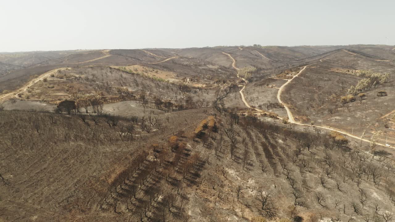 colinas de bosques áridos con árboles muertos después de un incendio forestal en portugal