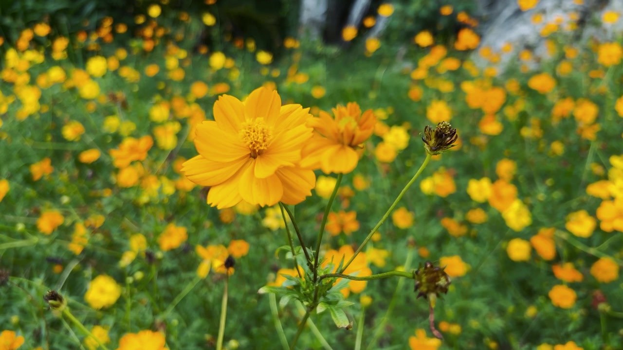 Fiori di Cosmos gialli vivaci che sbocciano in un campo