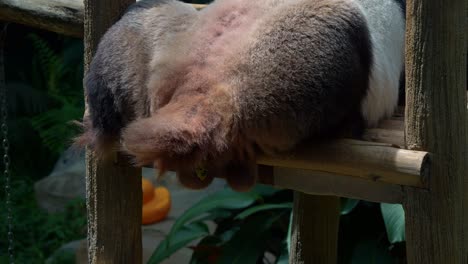 close up shot of a giant panda, ailuropoda melanoleuca pooping while sleeping in the enclosure