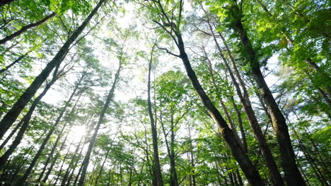 Hermosos-árboles-En-El-Bosque