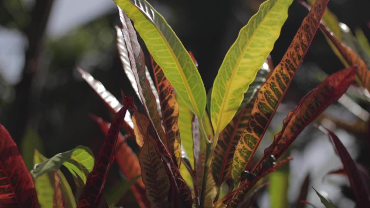 planta de croton tropical que crece en el jardín botánico a cámara lenta
