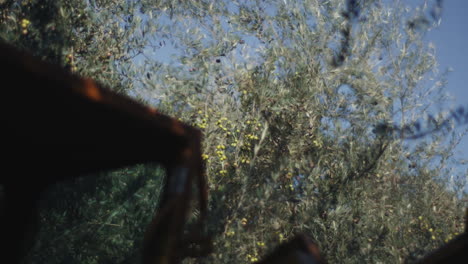olive tree with olives