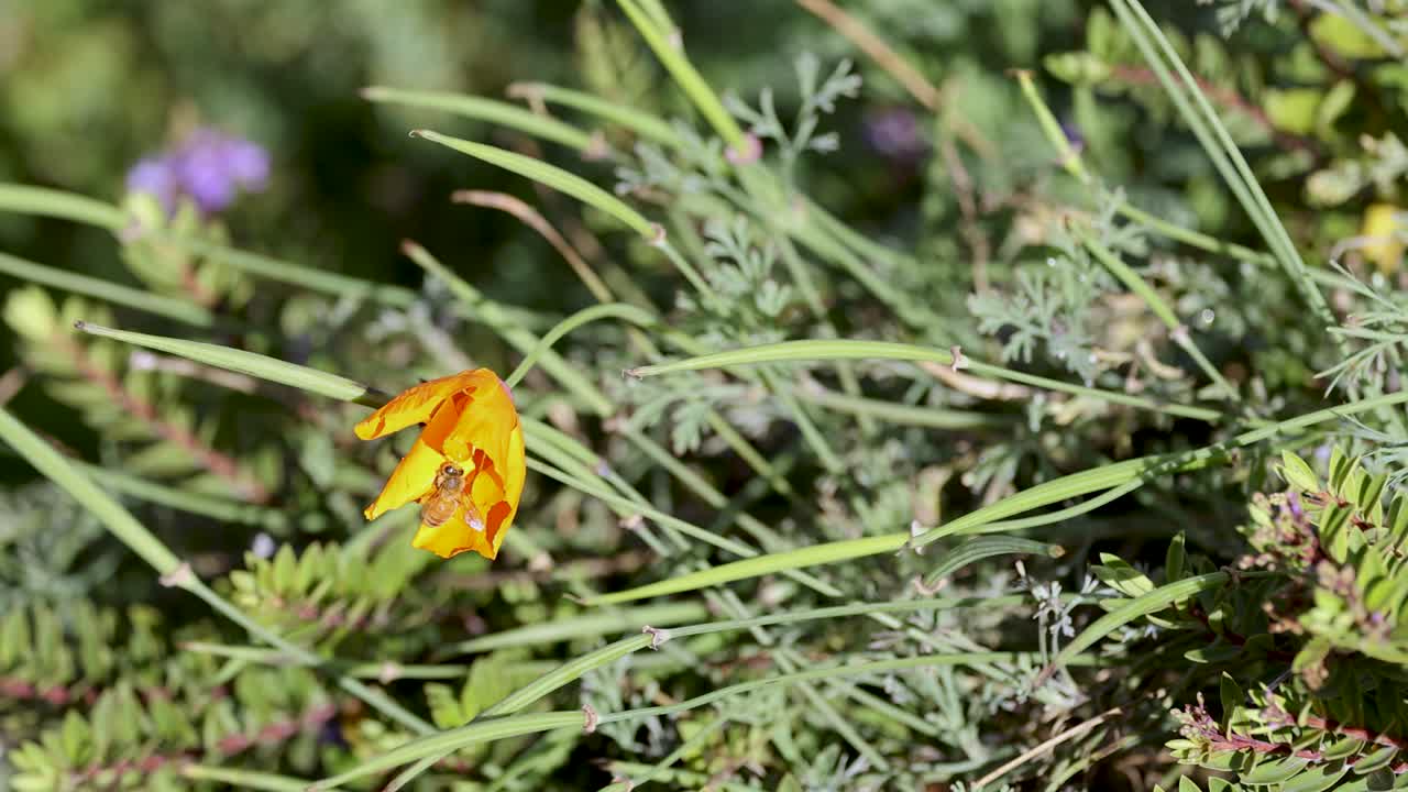 A bee interacts with vibrant flowers in a sunlit meadow, showcasing natural pollination in Glenorchy, Queenstown