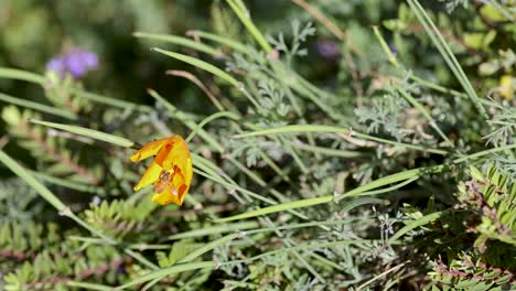 a bee interacts with vibrant flowers in a sunlit meadow, showcasing natural pollination in glenorchy, queenstown