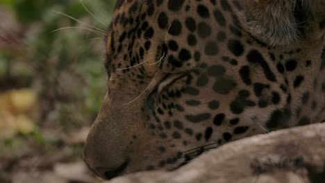 jaguar sleeping close up still dangerous but cute