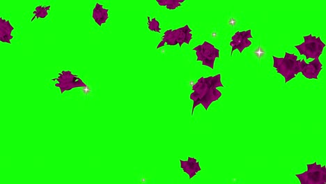 red rose particle loop animation green screen