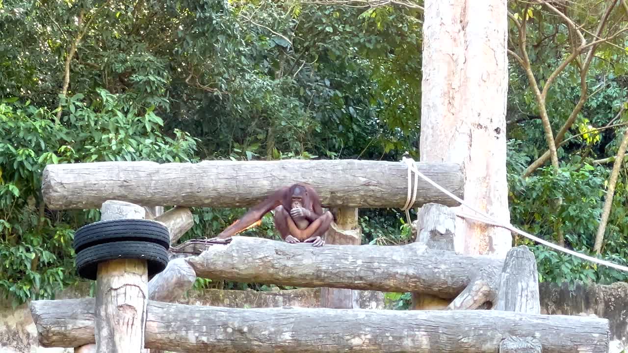 el orangután explora una estructura de madera en el zoológico de chonburi