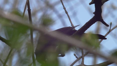 slow motion medium close low shot of a young blackbird, seen from different angle, concealed by greenery