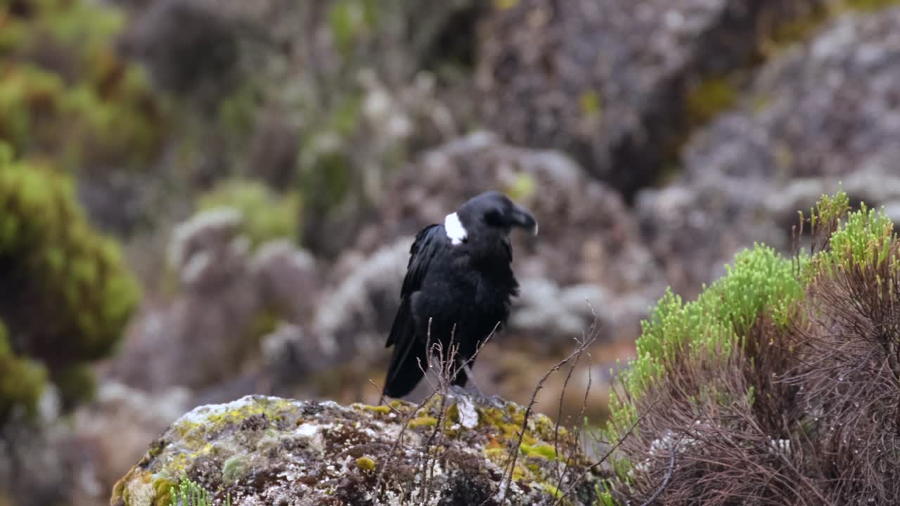 белоголовый ворон сидит на скале и смотрит вокруг.
