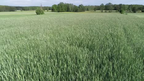 drone vuela sobre la agricultura de campo orgánico natural verde
