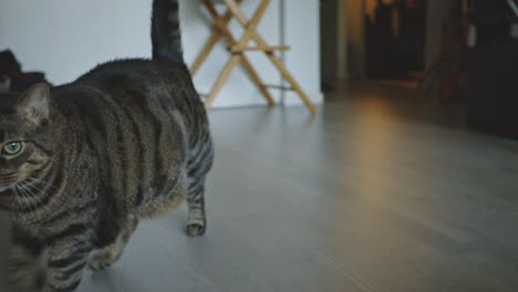 Un-Lindo-Gato-Atigrado-Caminando-Por-La-Habitación---De-Cerca