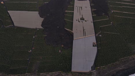 Destrucción-De-Plantaciones-De-Banano-Causada-Por-Lava-Después-De-La-Erupción-Del-Volcán-Cumbre-Vieja,-Isla-De-La-Palma