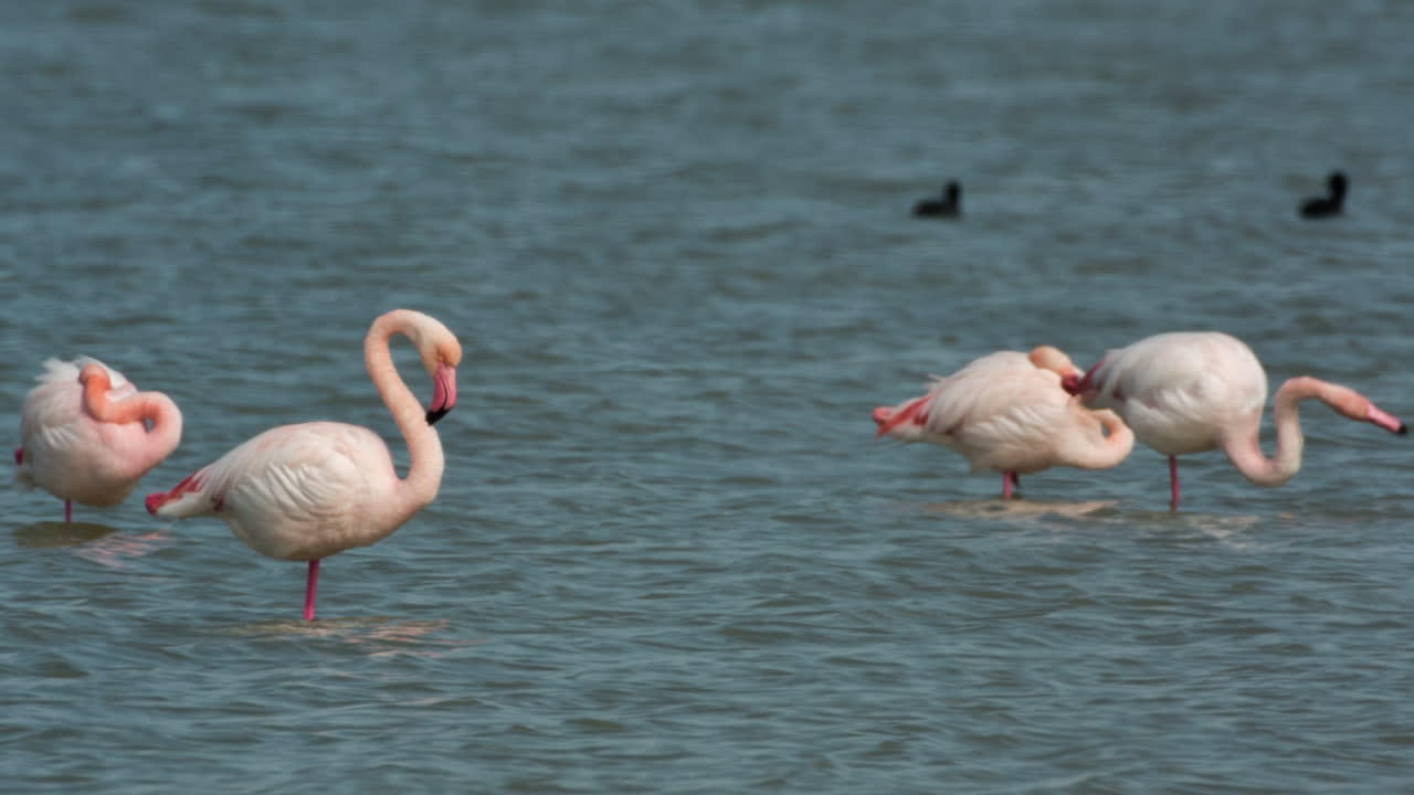 델타 플라밍고 07