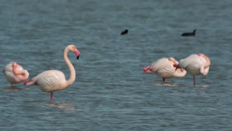 Flamencos-Delta-07