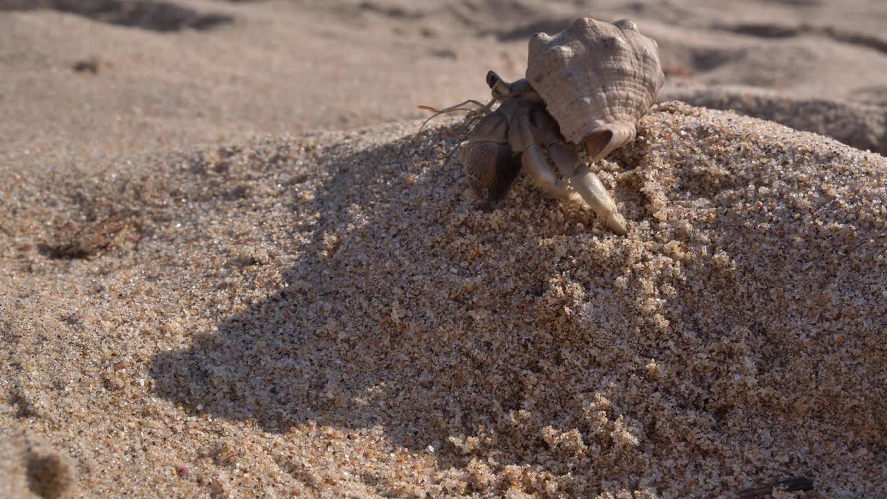 A close-up view of a hermit crab slowly climbing a small mound of sand, revealing its head, body, and legs on a sun-drenched sandy shore