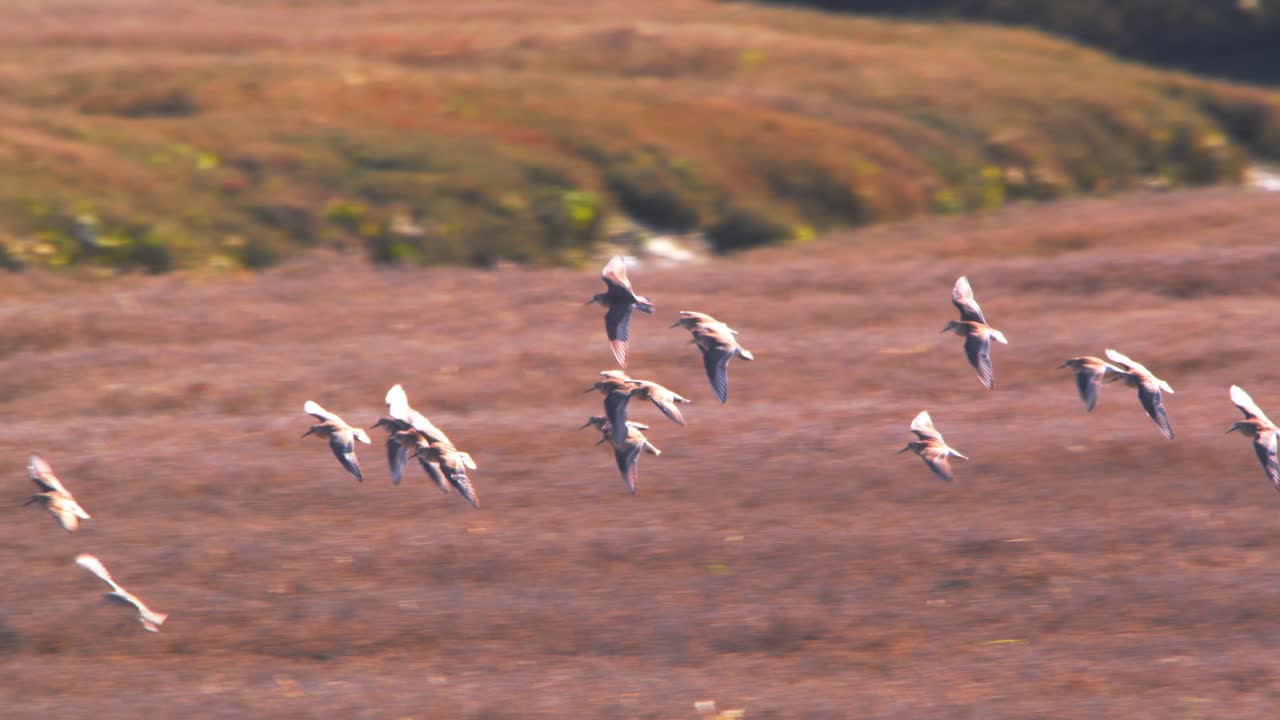 은 가이 은 의 무리가 함께 건조한 풀 위를 날아다니며 뒷빛으로 빛나는 그 에 착륙합니다.
