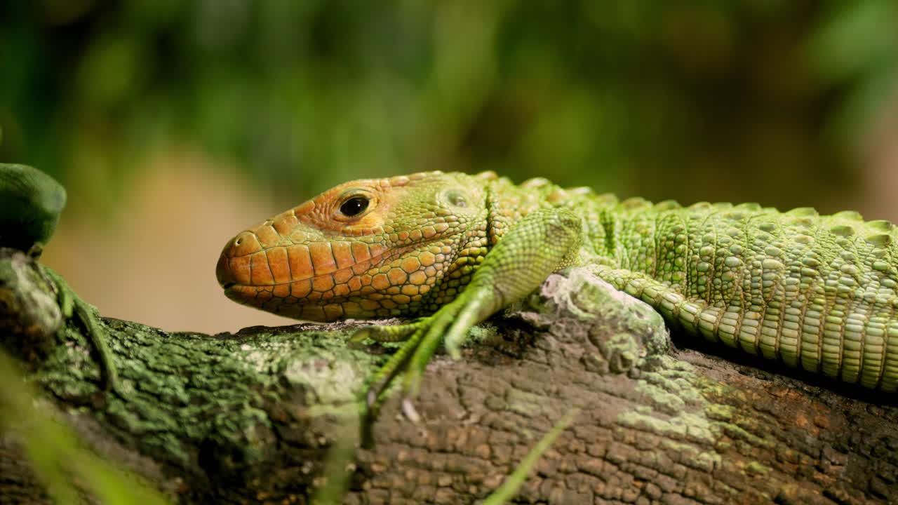Caiman lizard resting on a branch in the rainforest