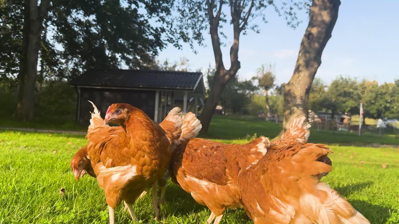 fotografía de la hora dorada de seis pollos que vagan libres por el parque, la cámara se aleja lentamente