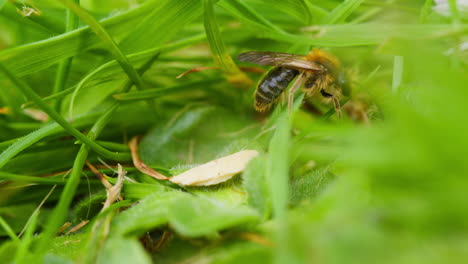 bee feeding on plant in grass