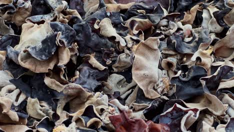 wood ear mushroom on drying process for food and herbal medicine