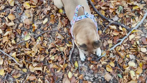 overhead view of french bulldog sat on ground of fallen autumn leaves chewing on stick