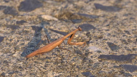 praying mantids brown color hunting motionless holding position and then slowly crawls out of frame while standing on stony road at sunset, soft focus close-up side view