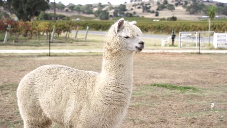 domestic white llama standing in the countryside farm