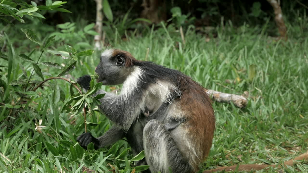 mono adulto con un lindo bebé comiendo plantas en la selva africana