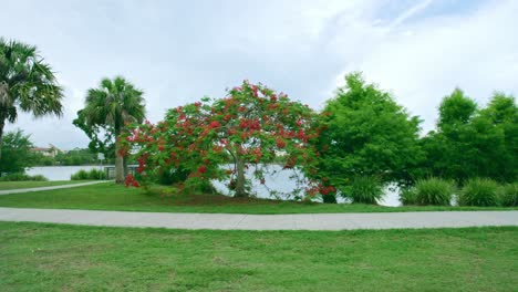 drone taking a parallax shot of a beautiful tree with red flowers in park and family doing morning walk