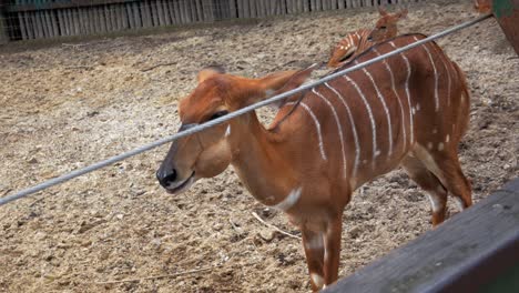 female nyalas in their enclosure in safari world, bangkok