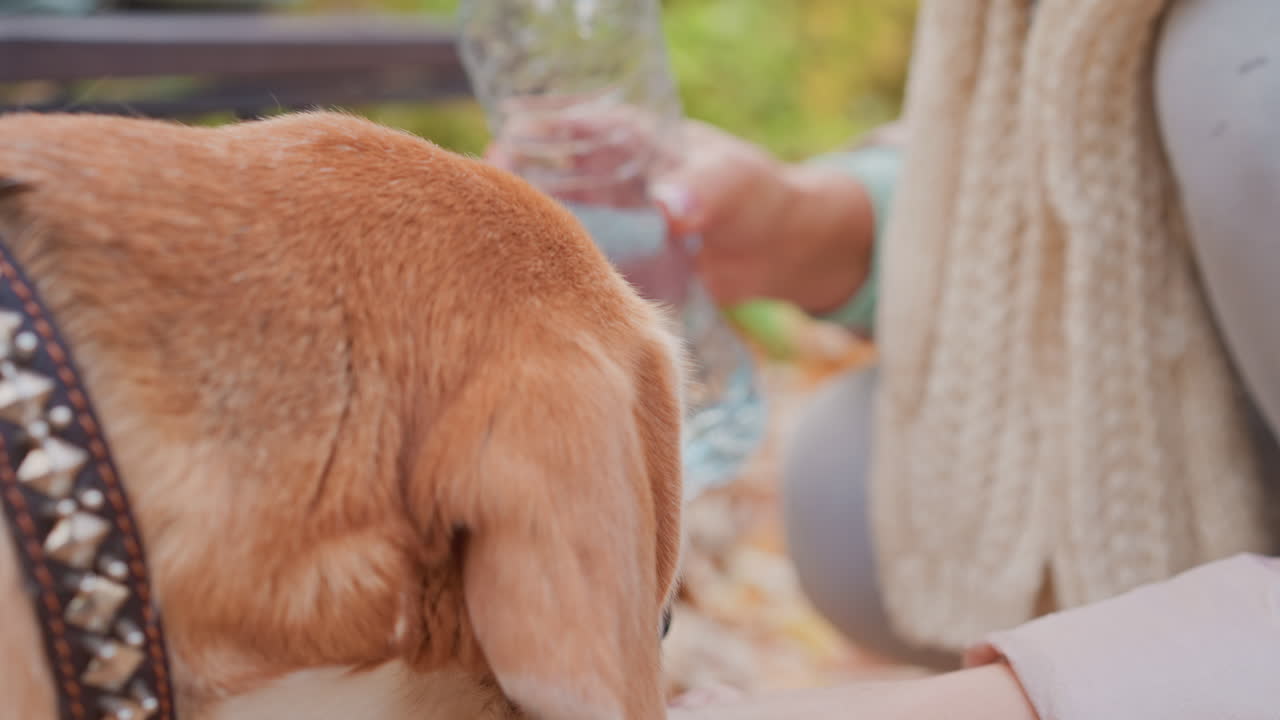 Close up of dog drinking water from owner hand using small bottle during outdoor walk in autumn park. Intimate moment highlights care, hydration, and warm bond between pet and owner