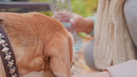 close up of dog drinking water from owner hand using small bottle during outdoor walk in autumn park. intimate moment highlights care, hydration, and warm bond between pet and owner
