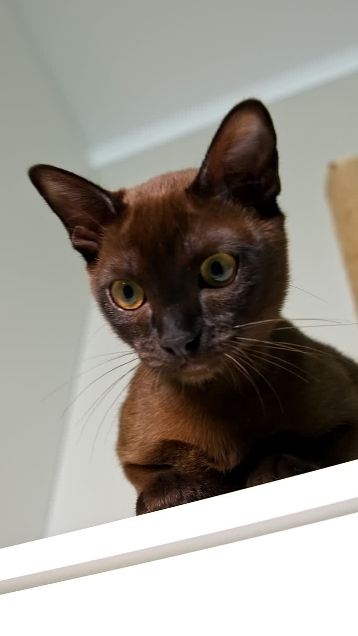 Portrait of a lovely kitten. Burmese cat sitting on a shelf at home and looking down with its large eyes. Purebred kitten. Close-up. Vertical video