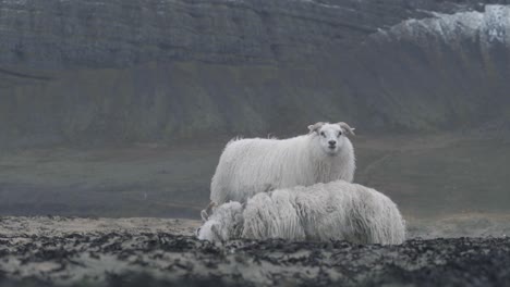 a sheep standing in front of a dead sheep in iceland