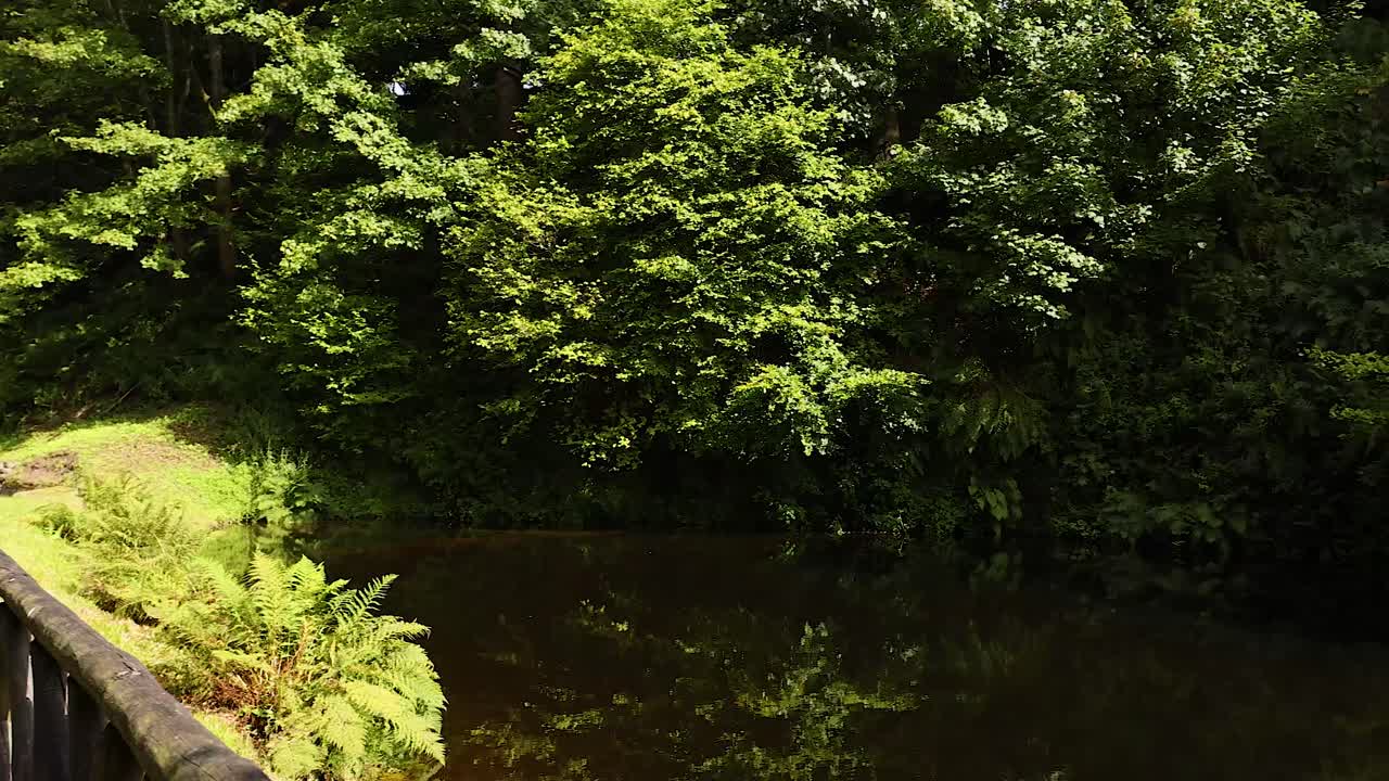 울창한 초록색으로 둘러싸인 조용한 길