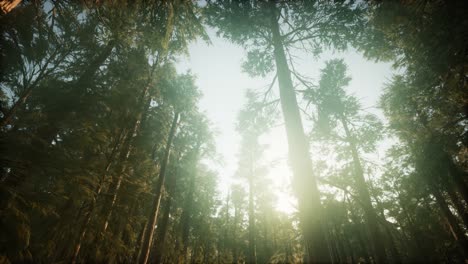 paisaje de puesta de sol brumosa del bosque de secuoya