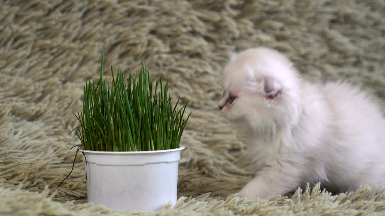 White kitten, sniffs potted flowers.