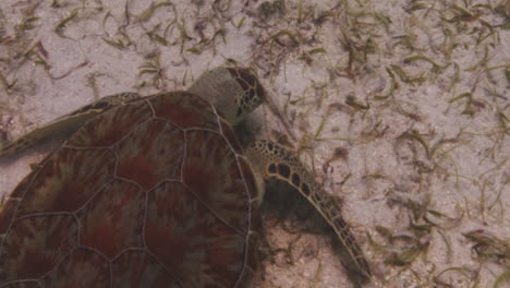 tortue de mer verte mangeant sous l'eau à st