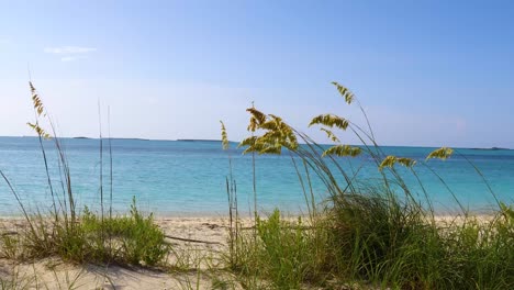 static shot of beach plants in front of hoopers bay in exuma bahamas