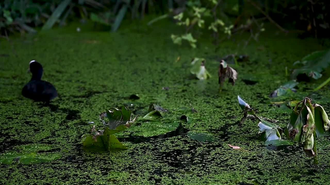 런던, 영국 세인트  ⁇ 크라스 베이신 근처의 코트