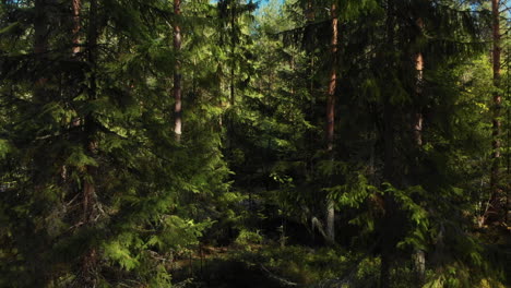 Revelando-Un-Hermoso-Y-Profundo-Bosque-Verde